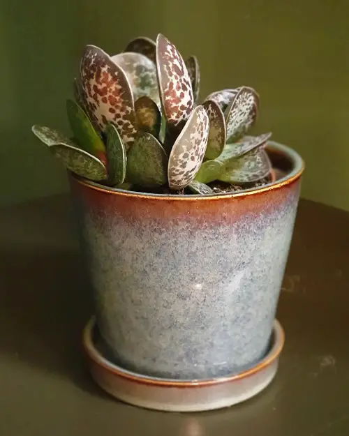 Adorable Succulents with Round Leaf