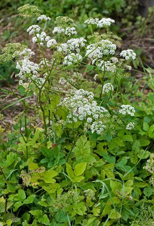 Gorgeous White Flower Ground Covers in garden