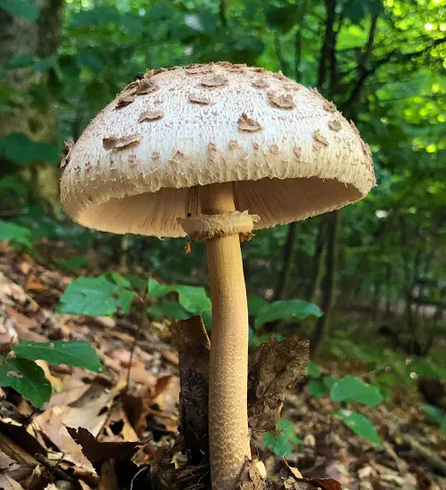Names of Common Mushrooms 
