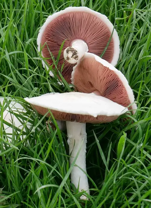 best Common Mushroom Names