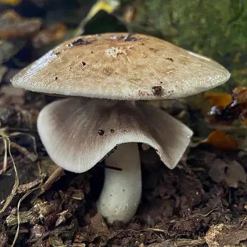 top Common Names for Mushrooms with an image