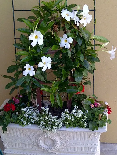 Beautiful Dipladenia Types
