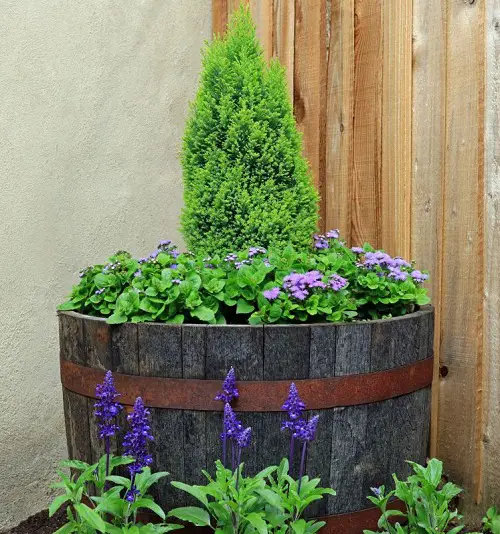 Best Flowering Plants for Barrels