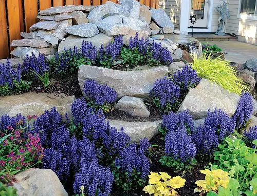 Fast Growing Ground Cover Plants