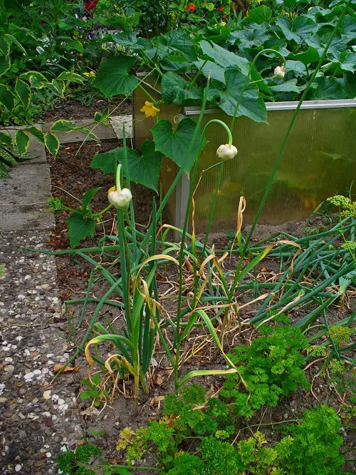 The Greatest Plants to Prevent Lizards