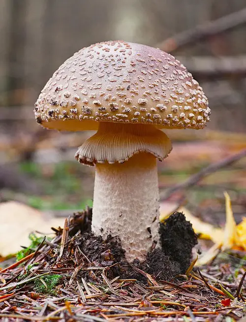 Common Names for Mushrooms with an image
