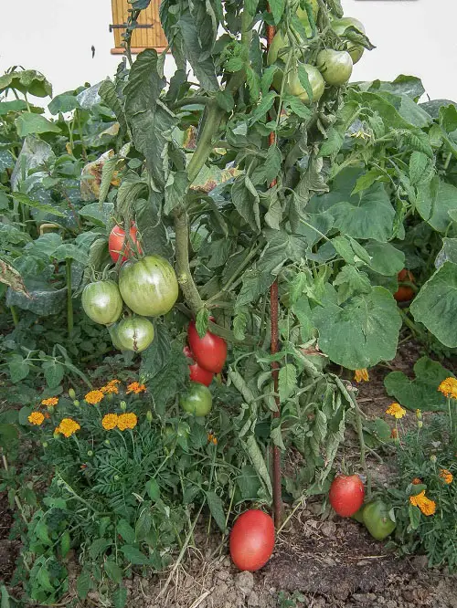 best Attractive Seedless Tomato Types 