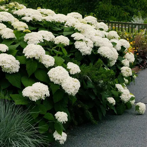 Beautiful Uncommon Hydrangea Varieties 