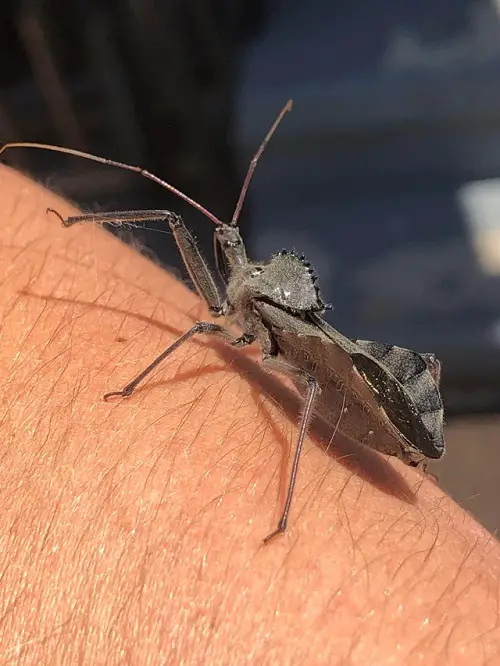 Are Wheel Bugs Dangerous to Humans