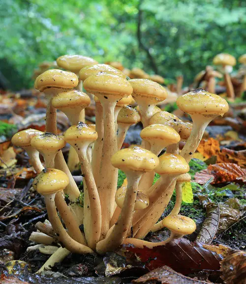 Amazing Common Names for Mushrooms with an image