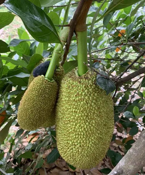 Smelly and Stink-producing Fruits 