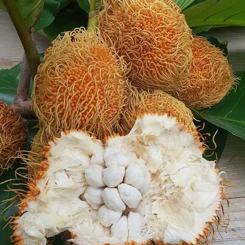 top Fruits with Odours and Smells