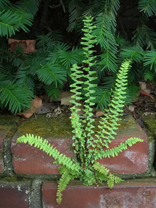 Beautiful Perennial Ferns in garden 23