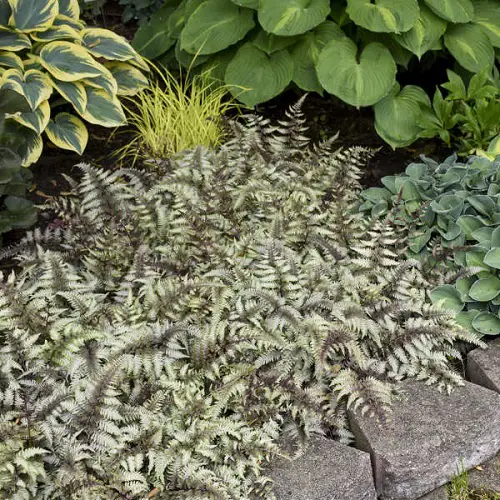 Beautiful Perennial colourful Ferns 