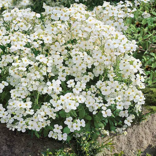 Beautiful Ground Covers with White Flowers 
