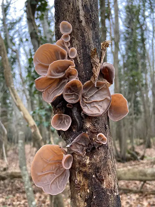 Names for Mushrooms with an image