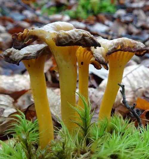 Common Mushroom Names with image