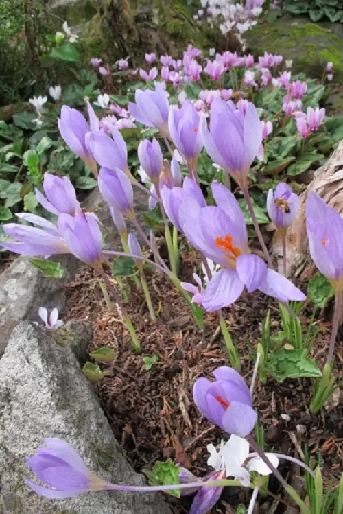 Asian Flowers for Gardening 