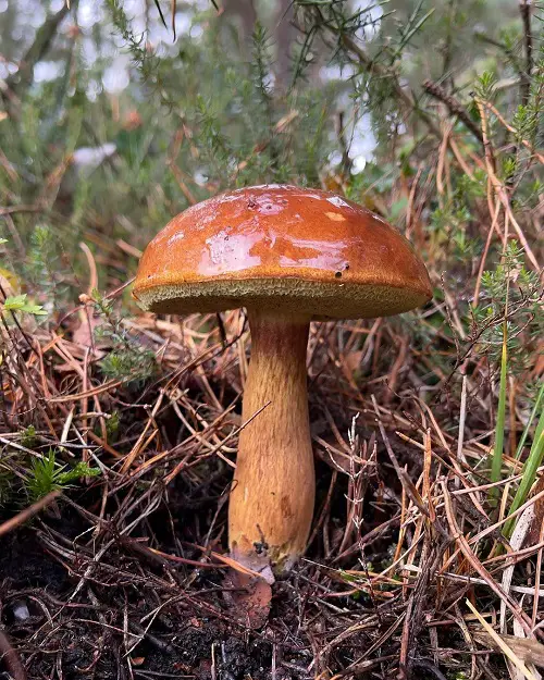 best Common Mushroom Names with image