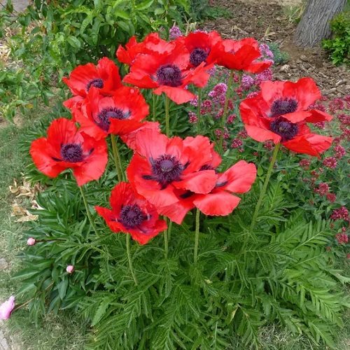 Polish Flowers for the Garden