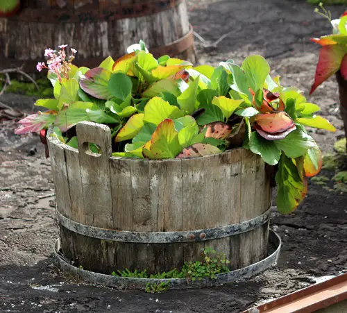 Flowering Plants for Barrels