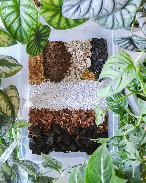 Best Aroid Soil Mix Ideas
