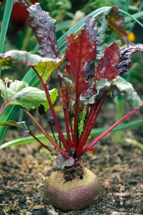best Veggies Beginning with 'B'