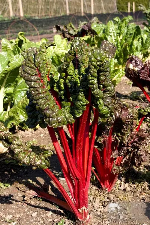 Ornamental Vegetables 1