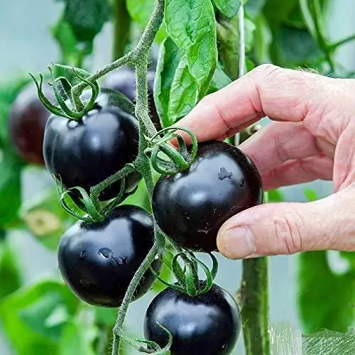 Amazing Ornamental Vegetables to grow in garden 45
