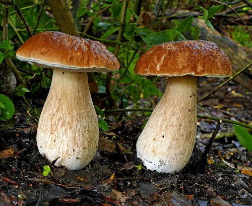 Common Mushroom Names 