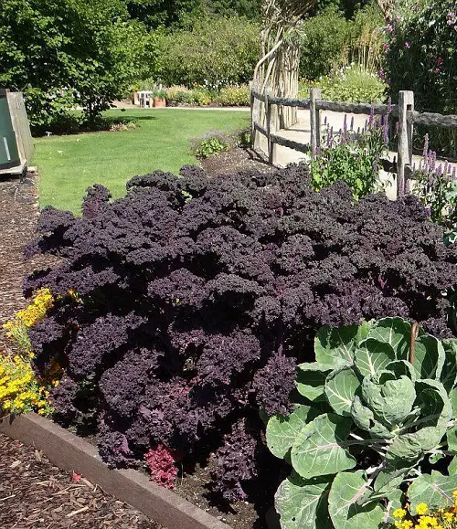Ornamental Vegetables in garden