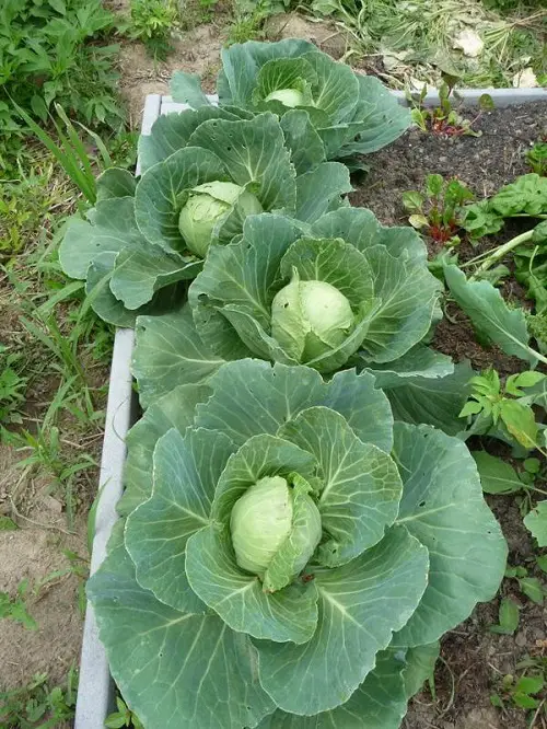 vegetative Plants that Don’t like Eggshells
