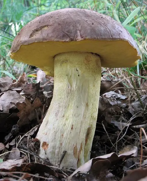 top best Names of Common Mushrooms
