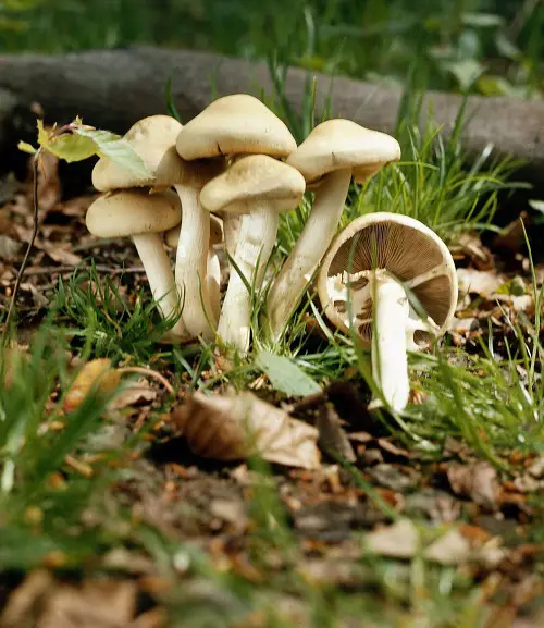 Common Mushroom Names 