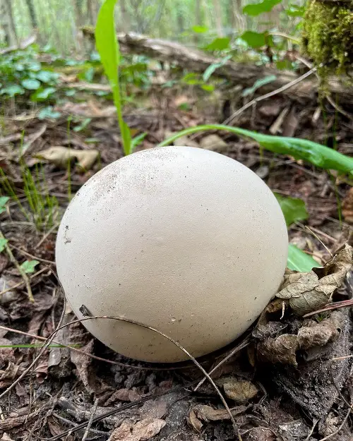 Common Names for Mushrooms