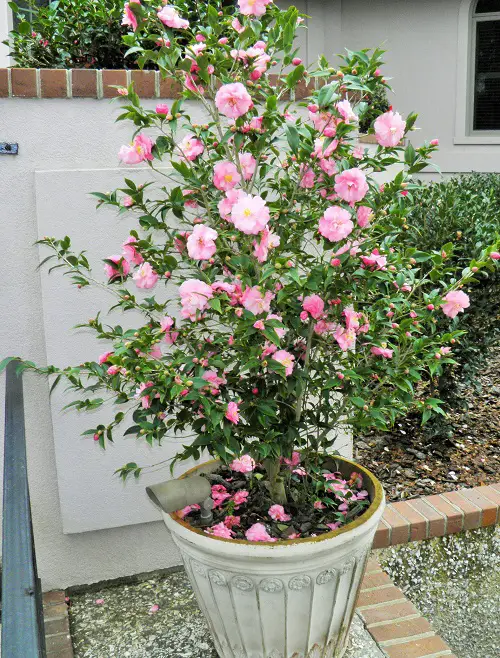Top Asian Flowers for Gardening 