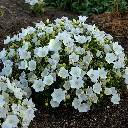 Gorgeous White Flowers on the Ground