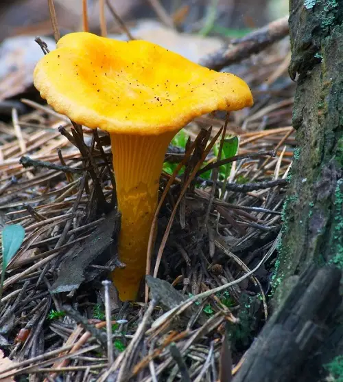 most Common Names for Mushrooms with an image
