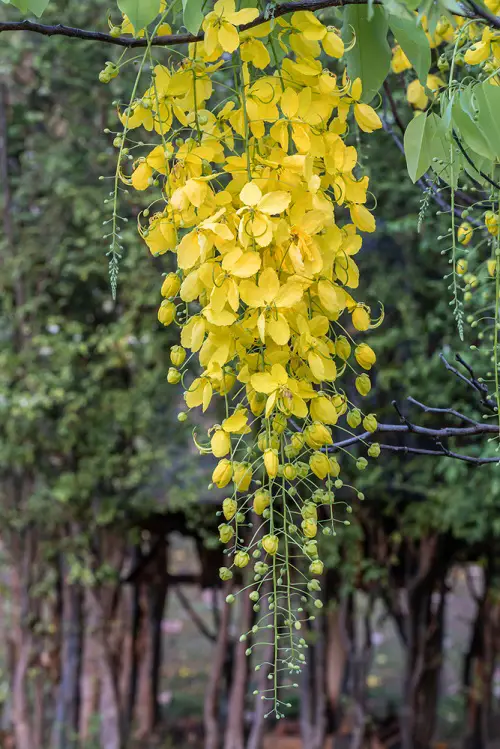 Asian Blossoms for Gardening 