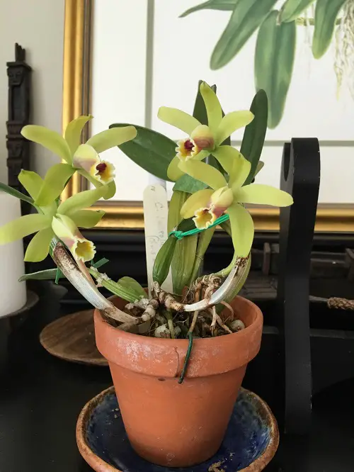 best Incredible Varieties of Yellow Orchids