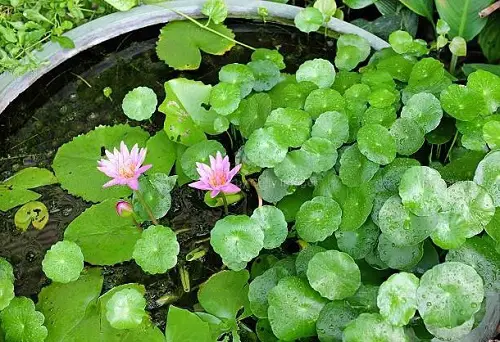 beautiful Plants Resembling Lily Pads 