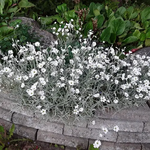 Gorgeous White Flowers on the Ground