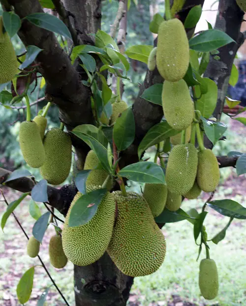 Fruits with Odours and Smells