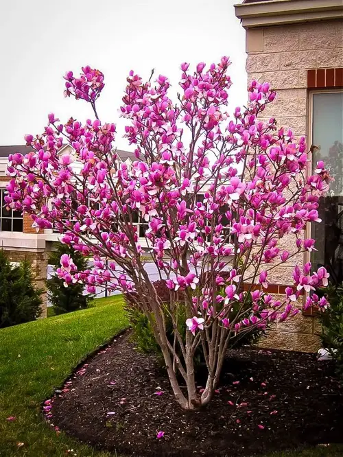lovely Greatest Asian Blossoms for Gardening