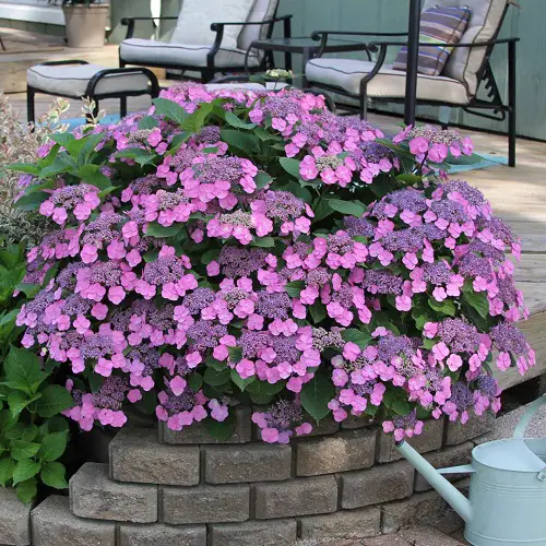Beautiful Uncommon Hydrangea Varieties 4