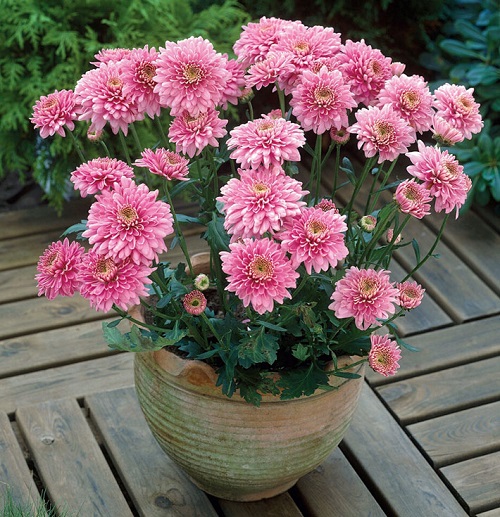 Chrysanthemum pink flower pot in garden
