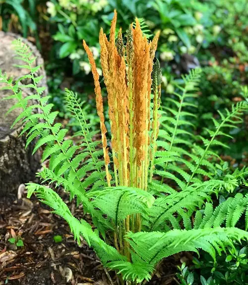Beautiful Perennial Ferns