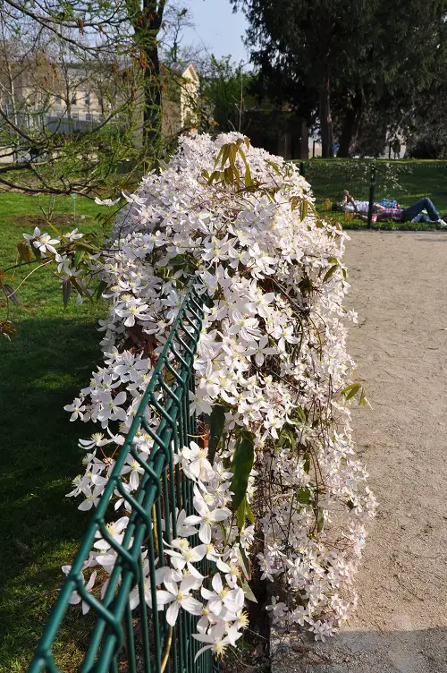 White Fragrant Flowers 