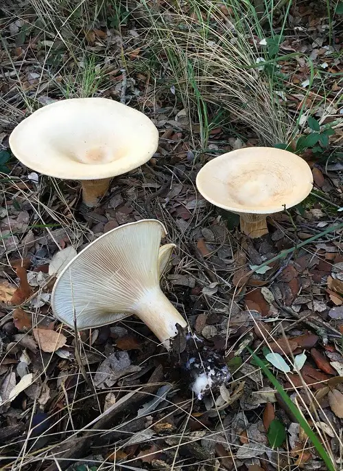 top best Names of Common Mushrooms