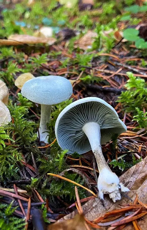 best Common Mushroom Names